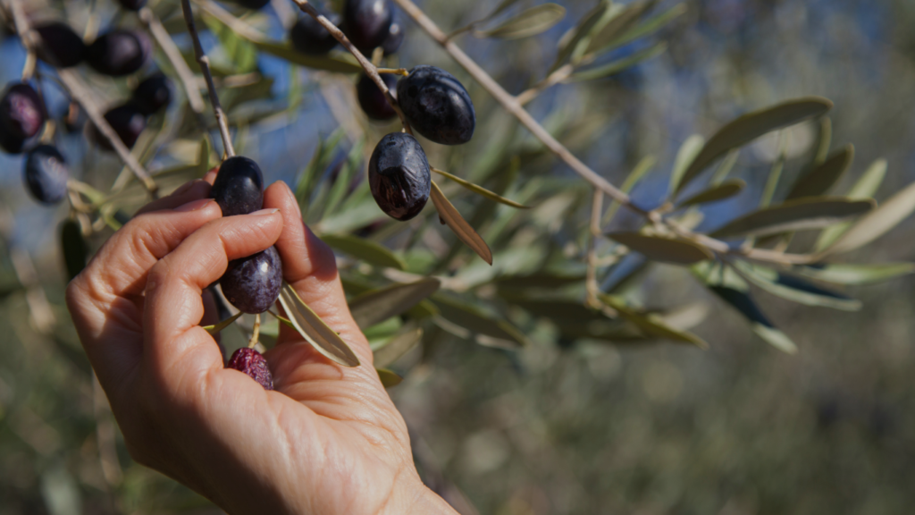 Home 9 olive tree with olives to harvest in Greece