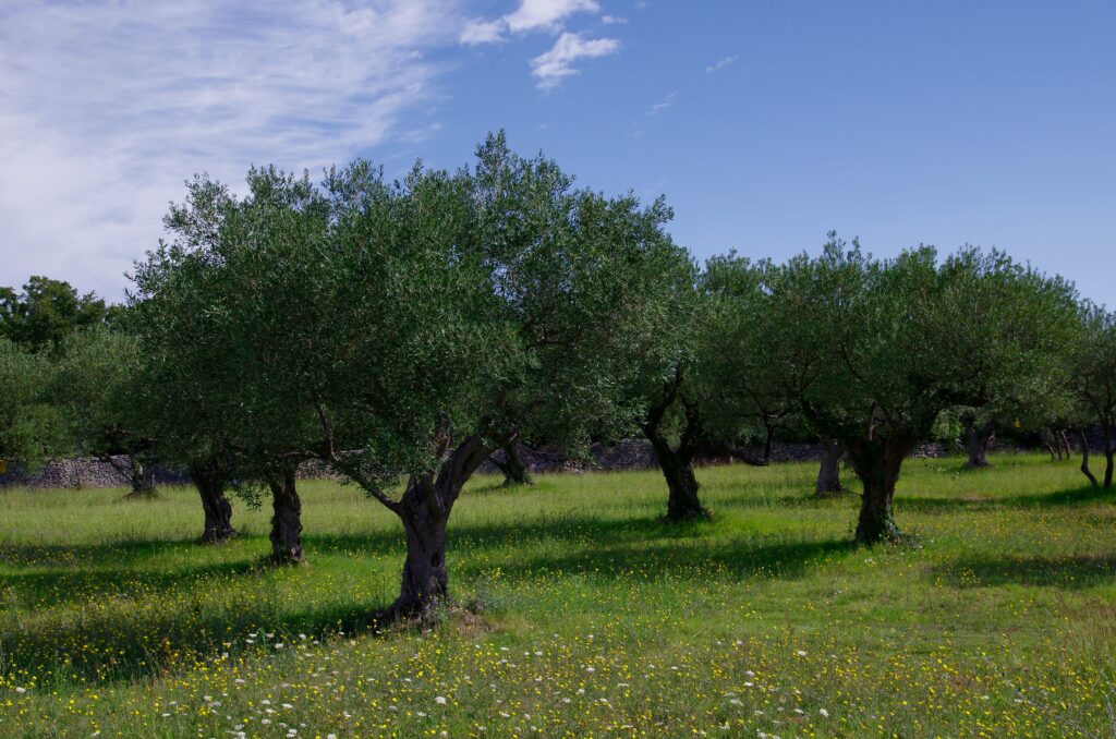 Home 11 olive tree is a timeless gift