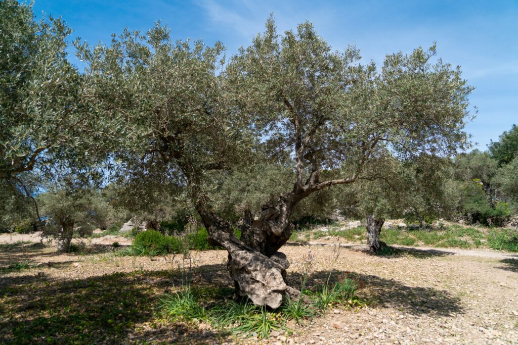 olive growing regions of Greece