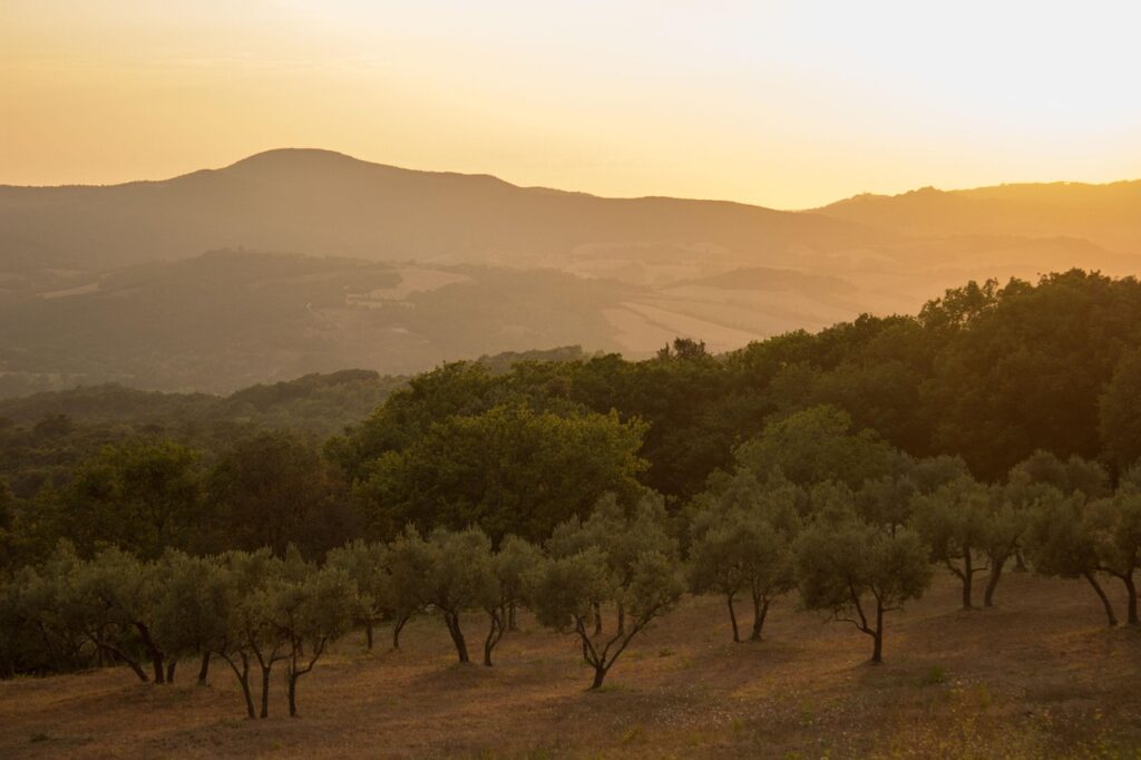 Home 4 luxury olive tree experience in Greece