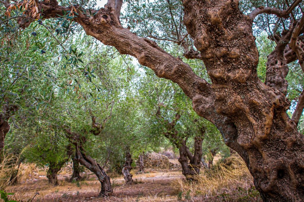 Ownership 3 premium olive oil in Greece