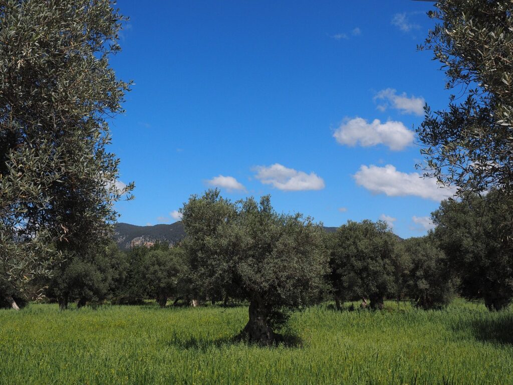Home 5 Greek olive oil subscription