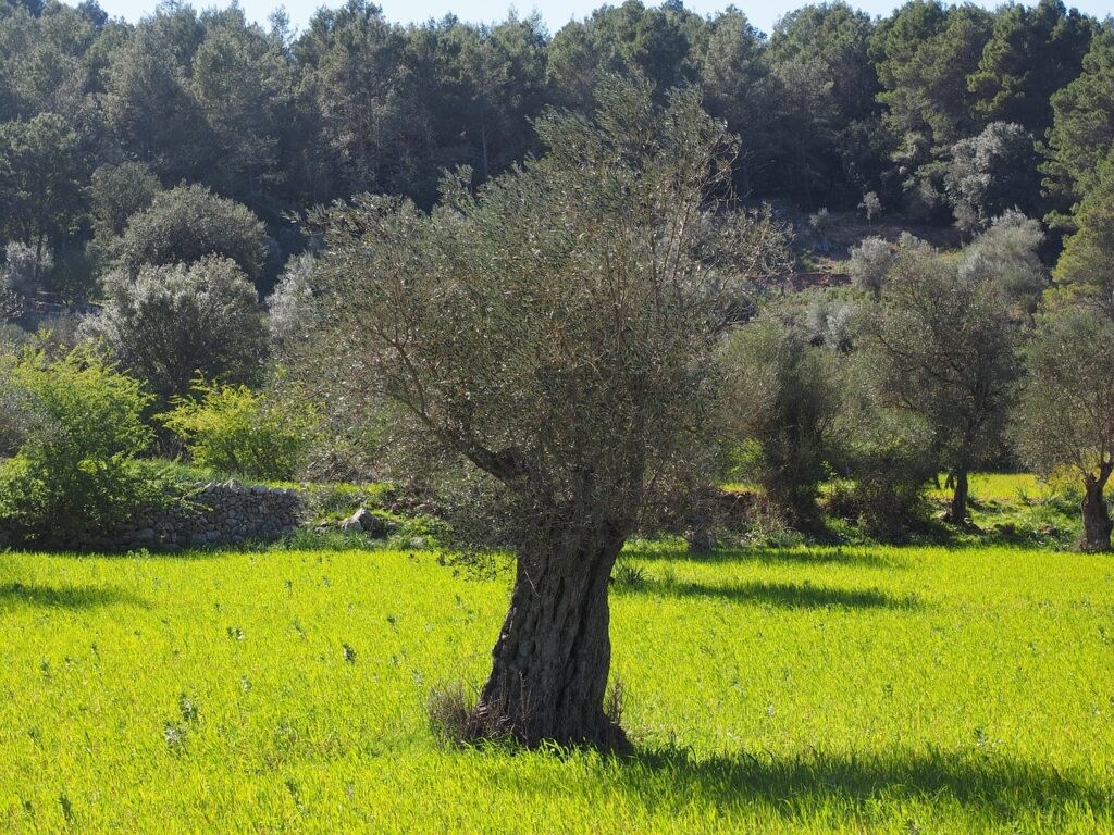 Home 6 sustainable olive tree ownership in Greece