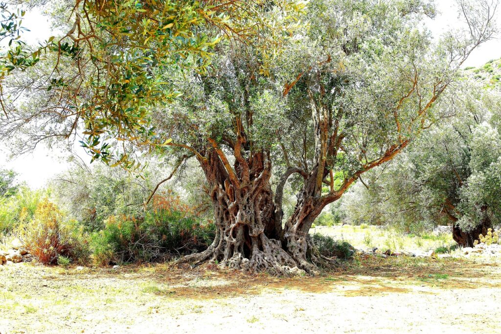 Ownership 1 olive tree ownership in Greece