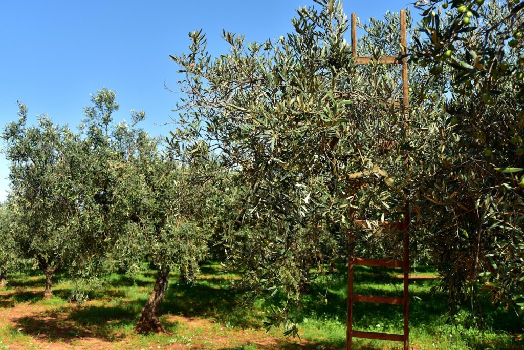 Home 7 receive or visit your harvest