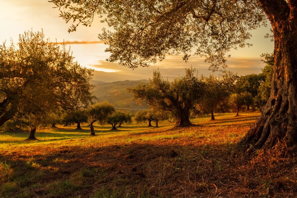 Home 2 own a Greek olive tree