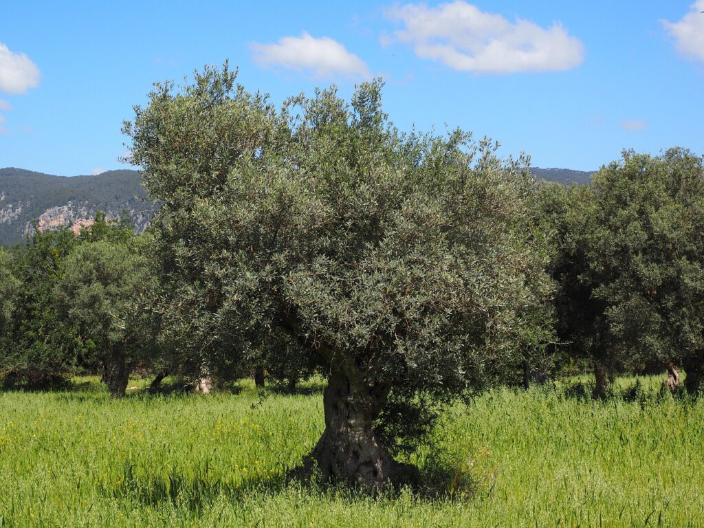mallorca, olive tree, olive plantation, nature, plantation, tree, olive garden, olive grove, planting, olive planting, agriculture, olive cultivation