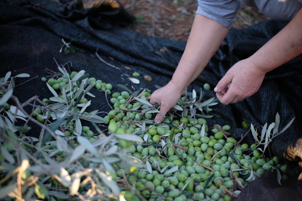 Visit Us 2 join the harvest in Greece