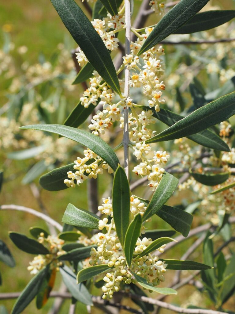 About 2 white olive tree blossoms