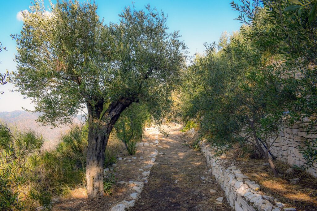 The Eternal Tree. Why the Olive Tree Has Been Revered for Millennia 1 the eternal tree