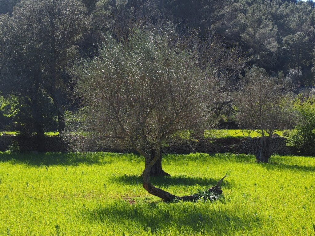 Greek olive tree ownership