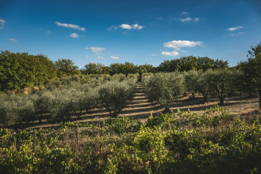Why Owning a Greek Olive Tree Is the Ultimate Luxury Investment 1 Greek olive tree ownership