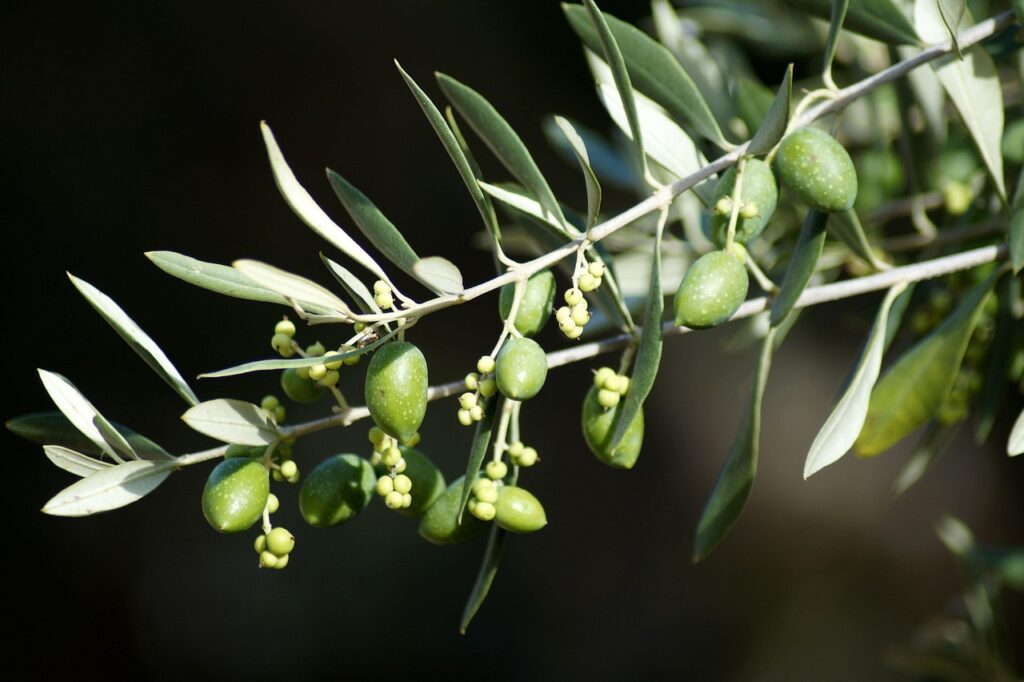 early harvest olive oil benefits