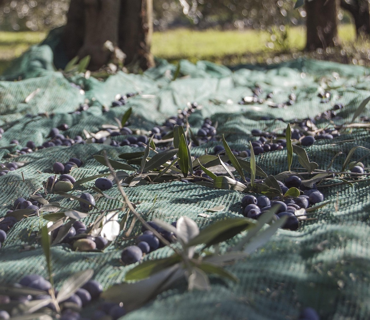 olive oil harvest