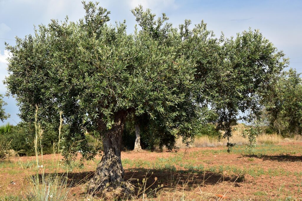 Olive Tree Carbon Sequestration