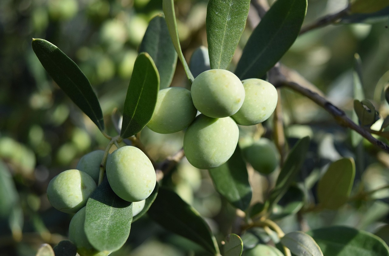 high polyphenols olive oil