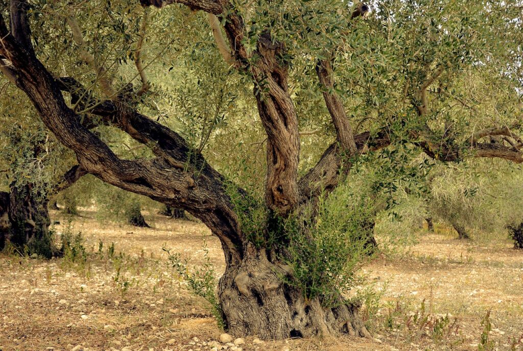olive tree symbolism in ancient Greece
