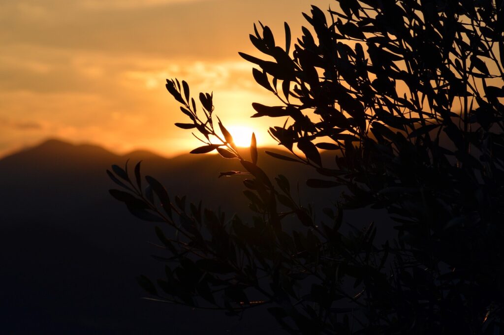 The history of the olive tree