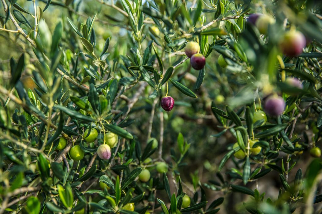 olive varieties in Greece