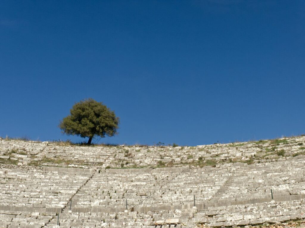 heritage ownership of ancient Greek olive tree