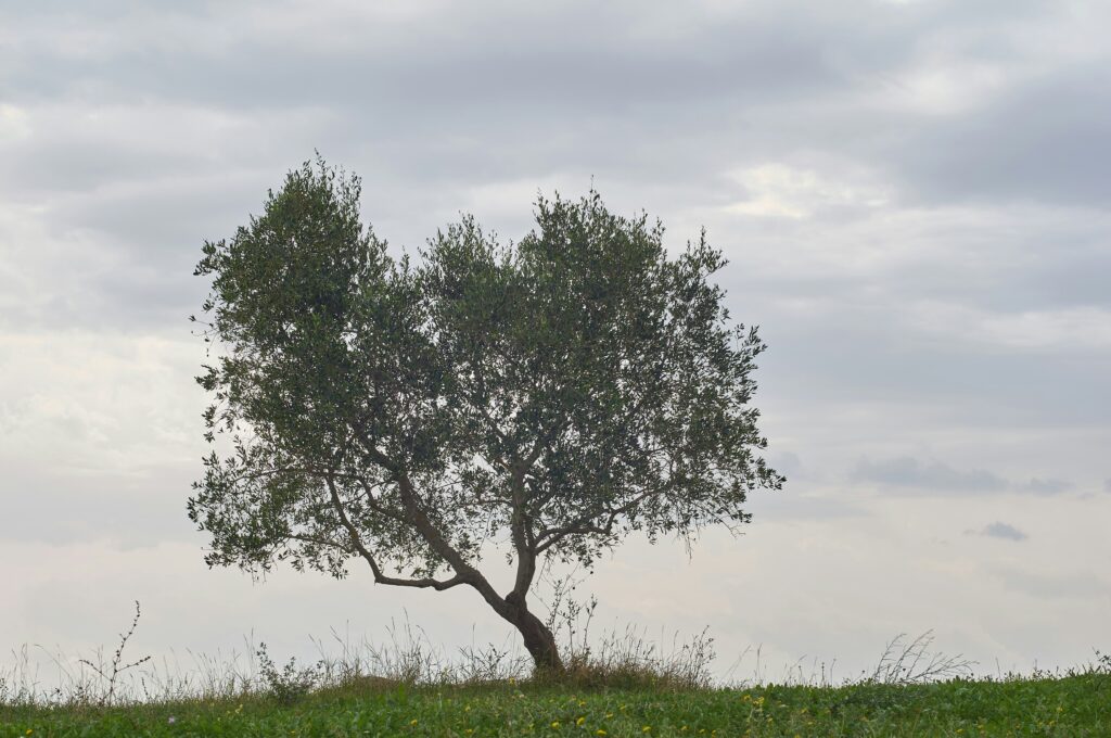 Why Parents Plant Trees
