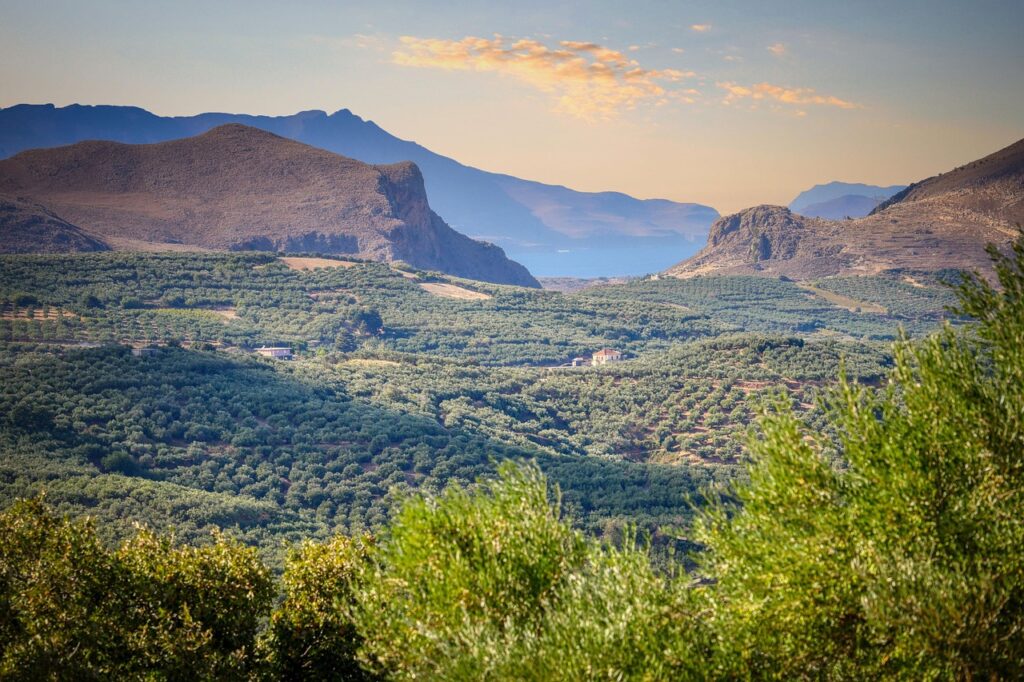 What an Olive Harvest in Greece Really Feels Like