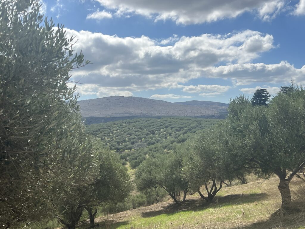 A Year in the Grove Twelve Months in the Life of an Ancient Olive Tree