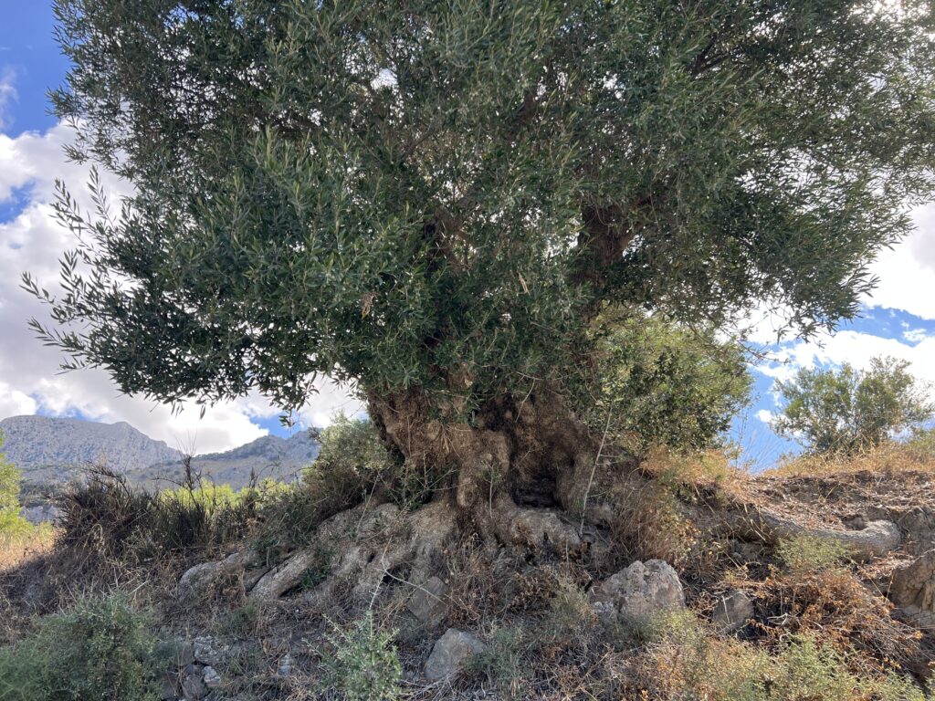 How an Ancient Olive Tree in Crete Is Becoming a Collector Edition