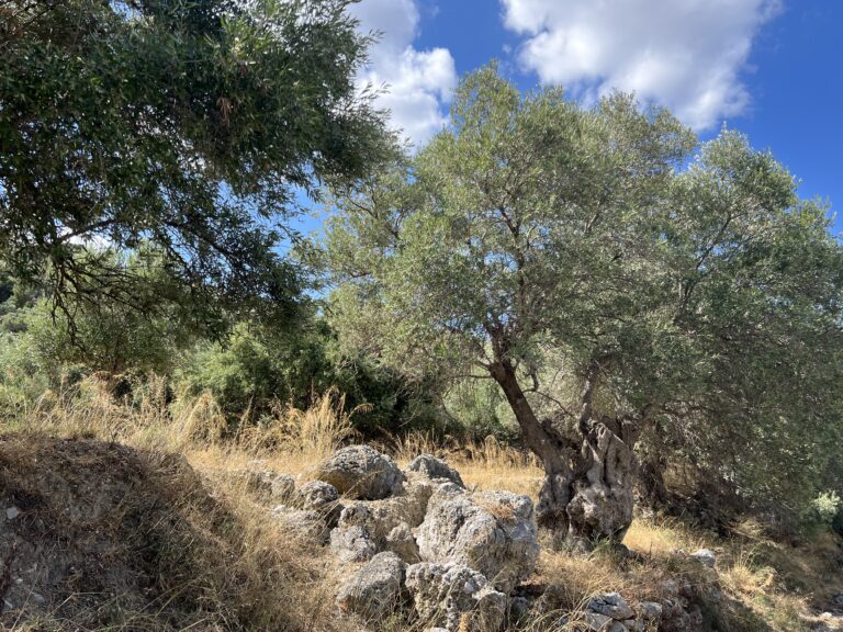 a Greek ancient olive tree in eastern Crete