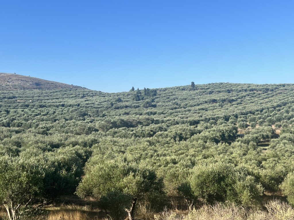 Why Michelin Chefs and Luxury Hotels Are Asking Where Their Olive Oil Comes From