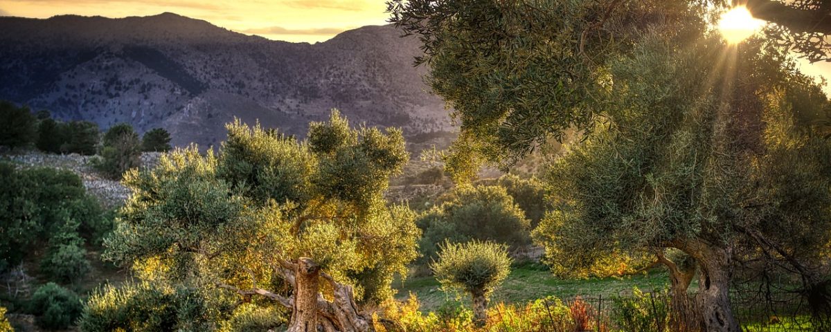 Home 13 sustainably grown olive trees in Greece