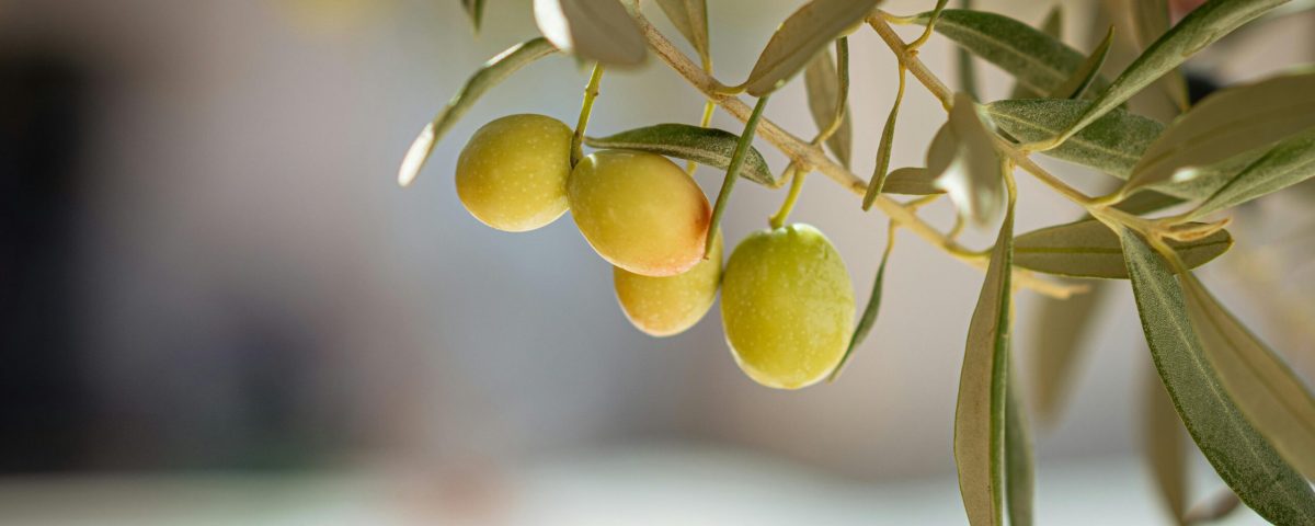 Home 1 Close-up of green olives hanging from an olive tree branch in Greece